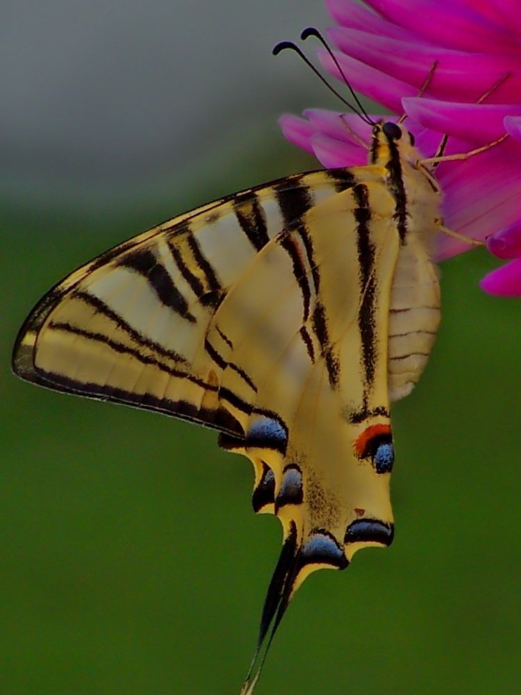 Photograph by Francisco Ferreira