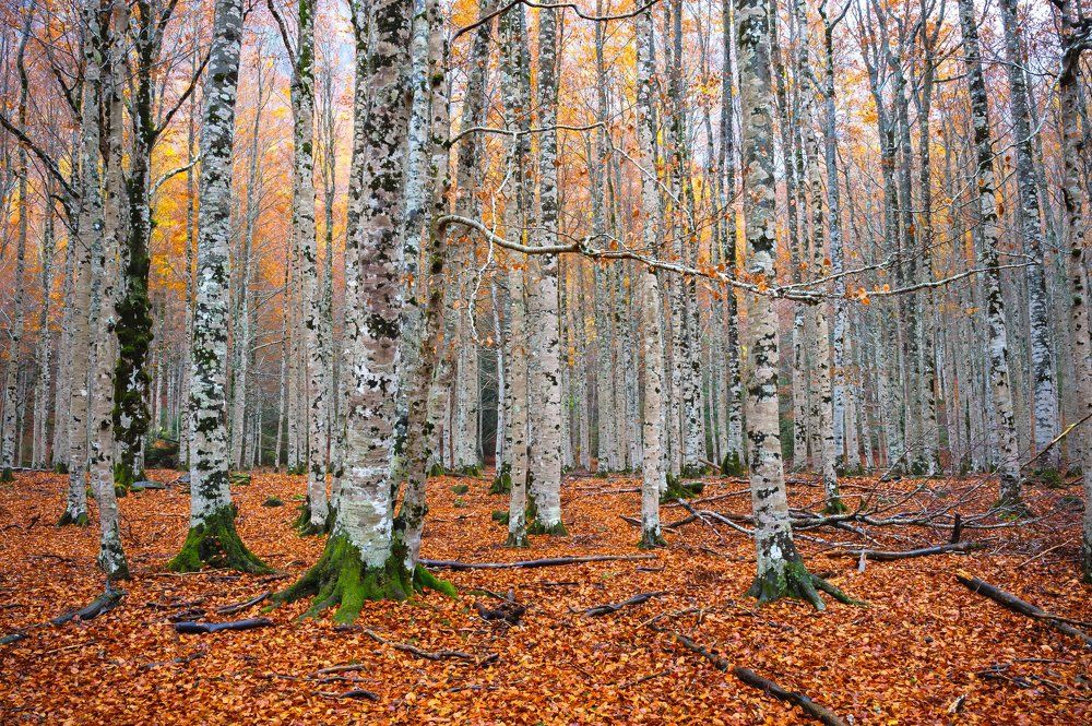 На ковре из жёлтых листьев...