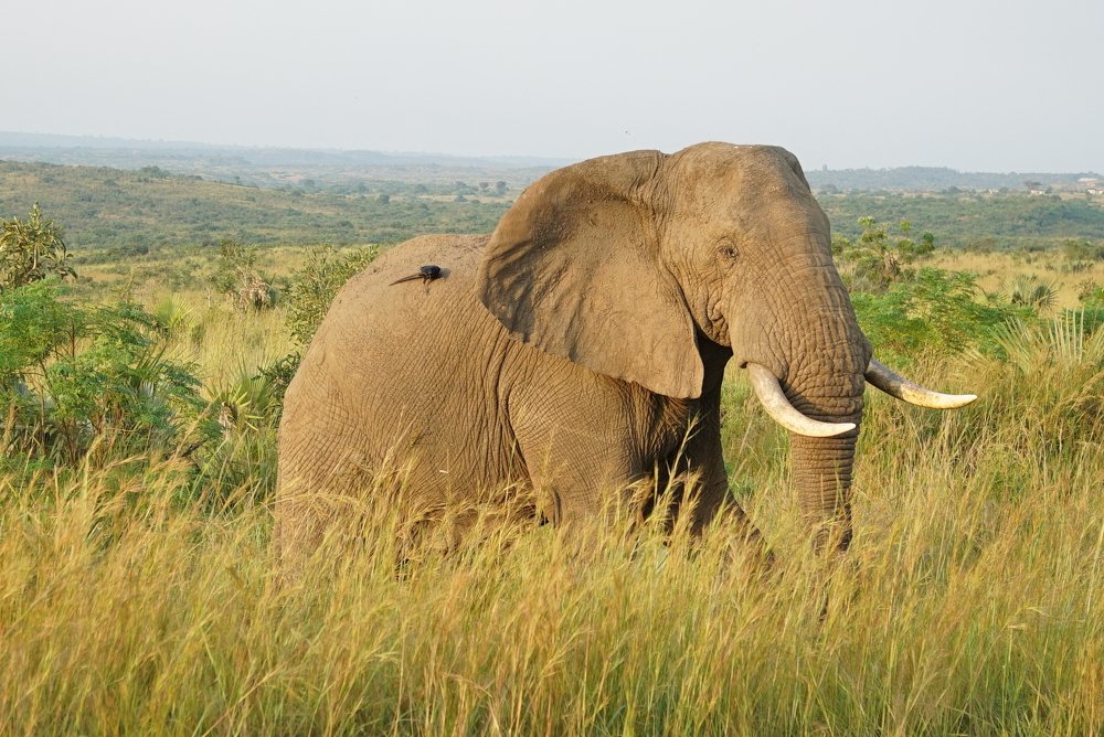 Elephant on the road