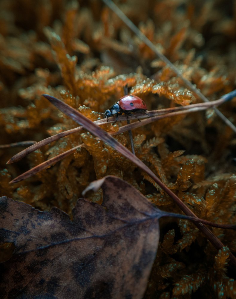 Фотография автора Геннадий Ломеко