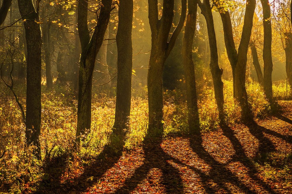 Photograph by Виктория Солодар