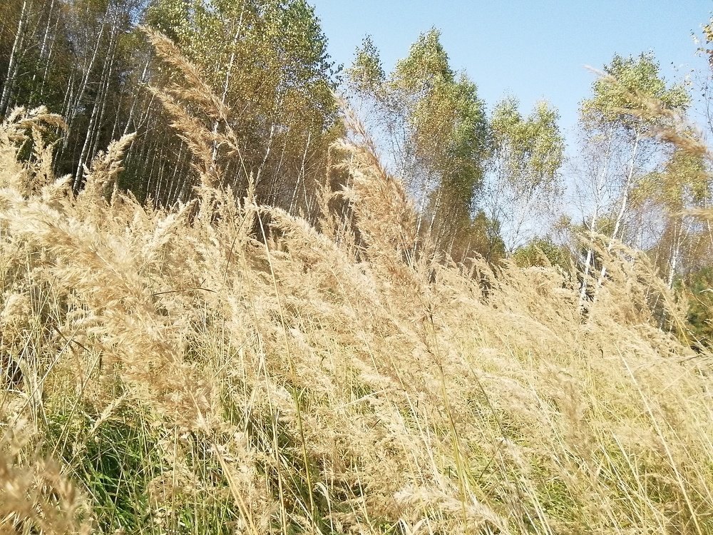 Photograph by Светлана Смердова