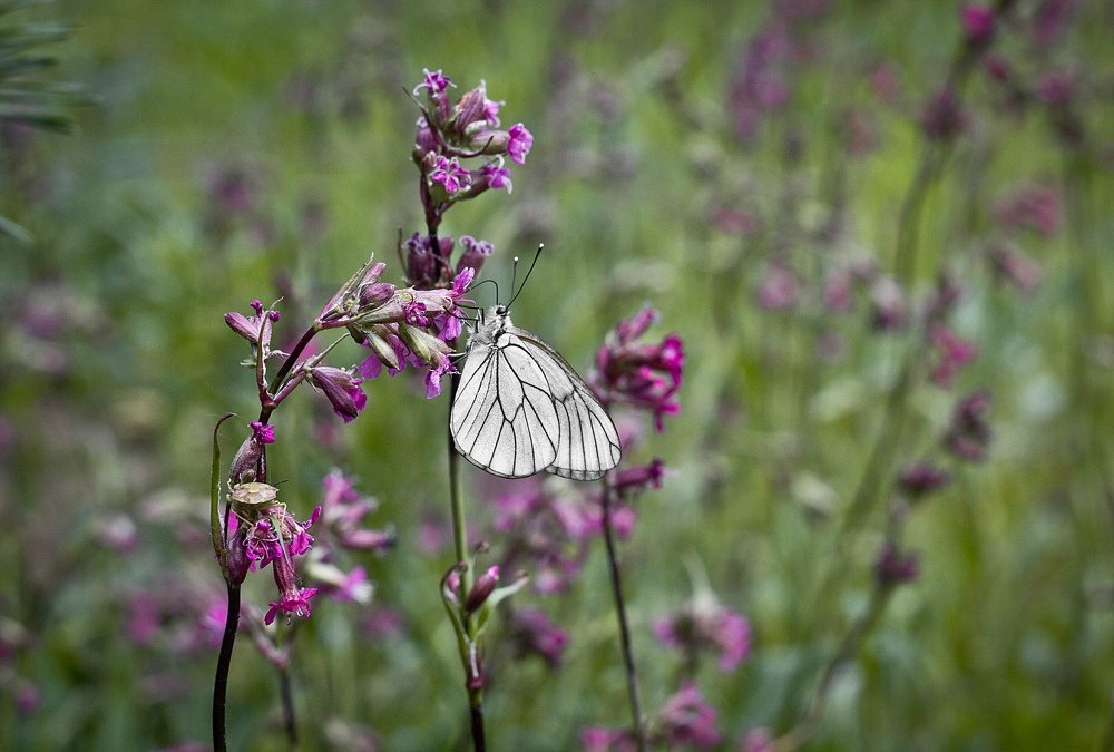 Photograph by Svoboda Andreeva