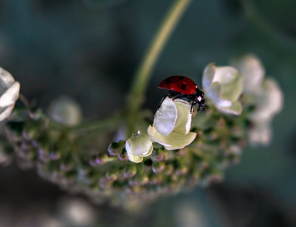 Photograph by Ольга Цветкова