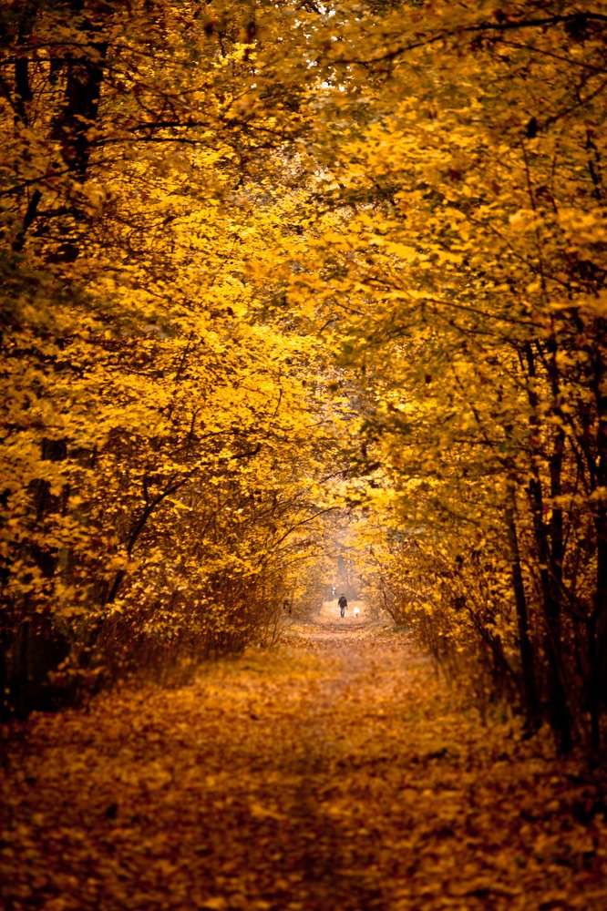 Walking down the autumn alley