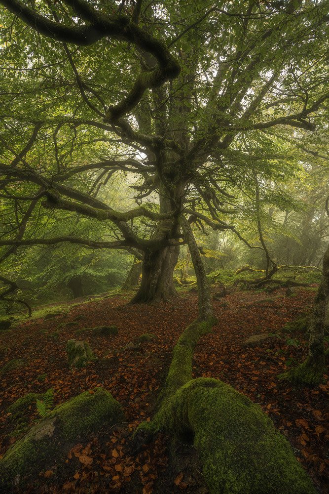 Photograph by carlos gonzalez