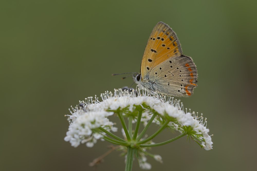 Фотография автора Ismail Ödüm