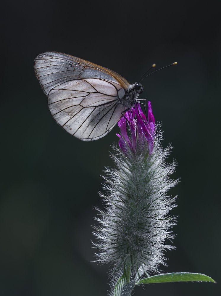 Фотография автора Ismail Ödüm