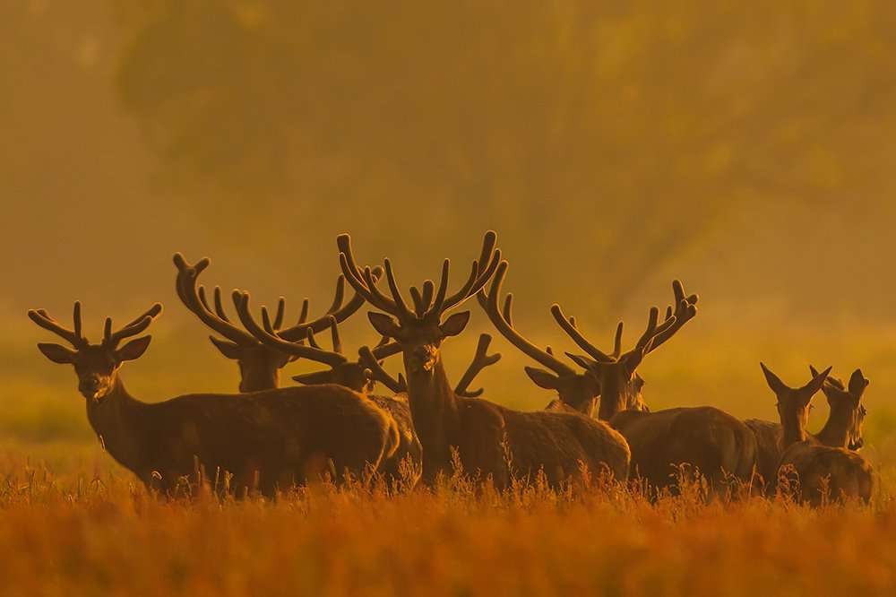 Photograph by Wieńczysław Rak