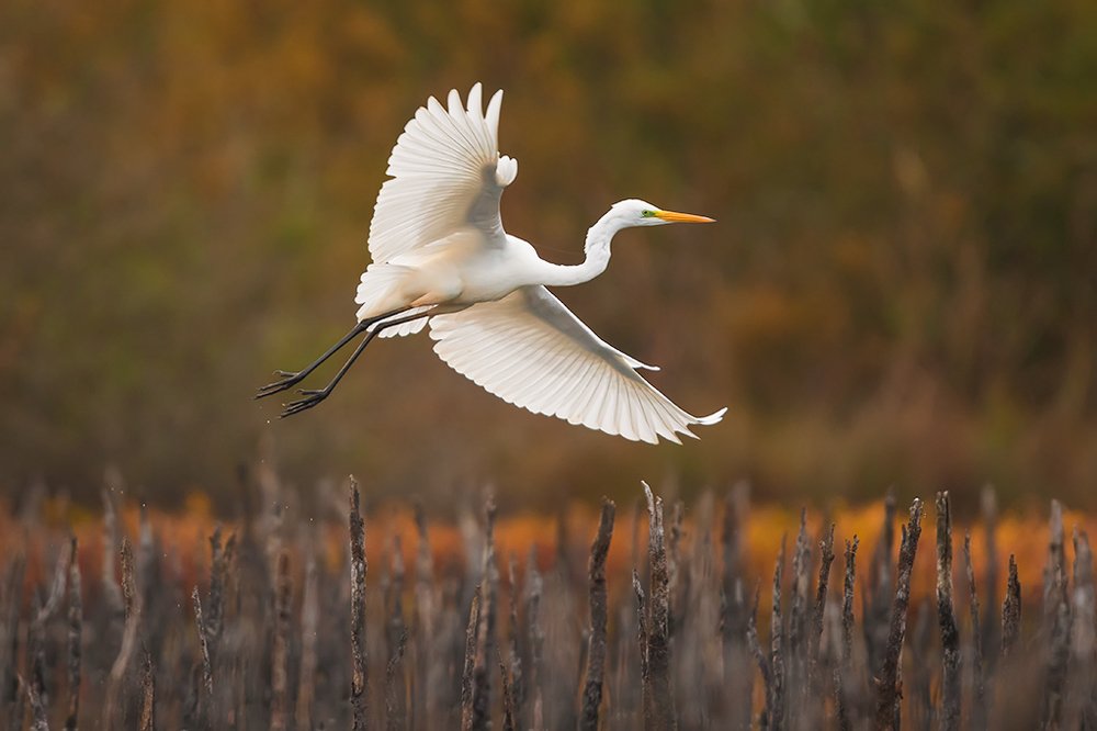Photograph by Wieńczysław Rak