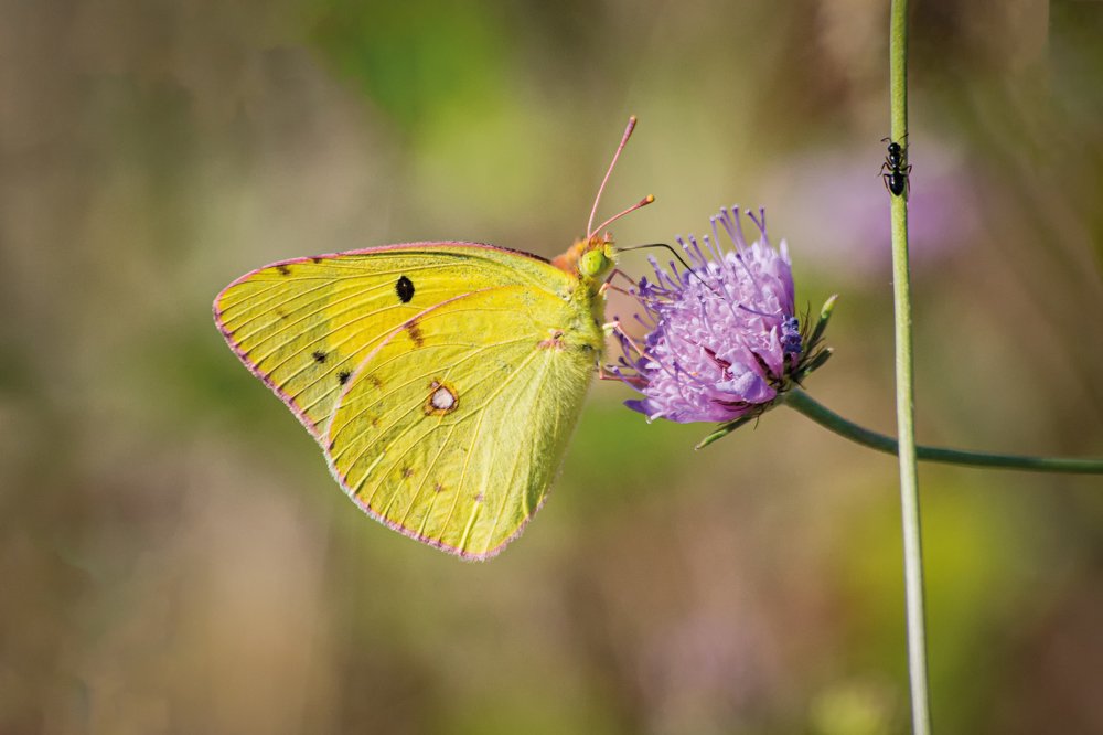 Photograph by Hasan Bayrak