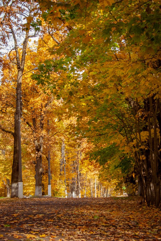 Старая аллея