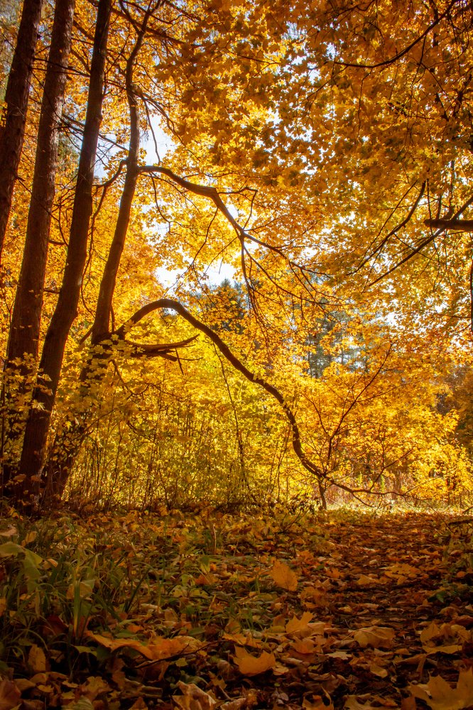 Пейзаж с клёнами/Maples