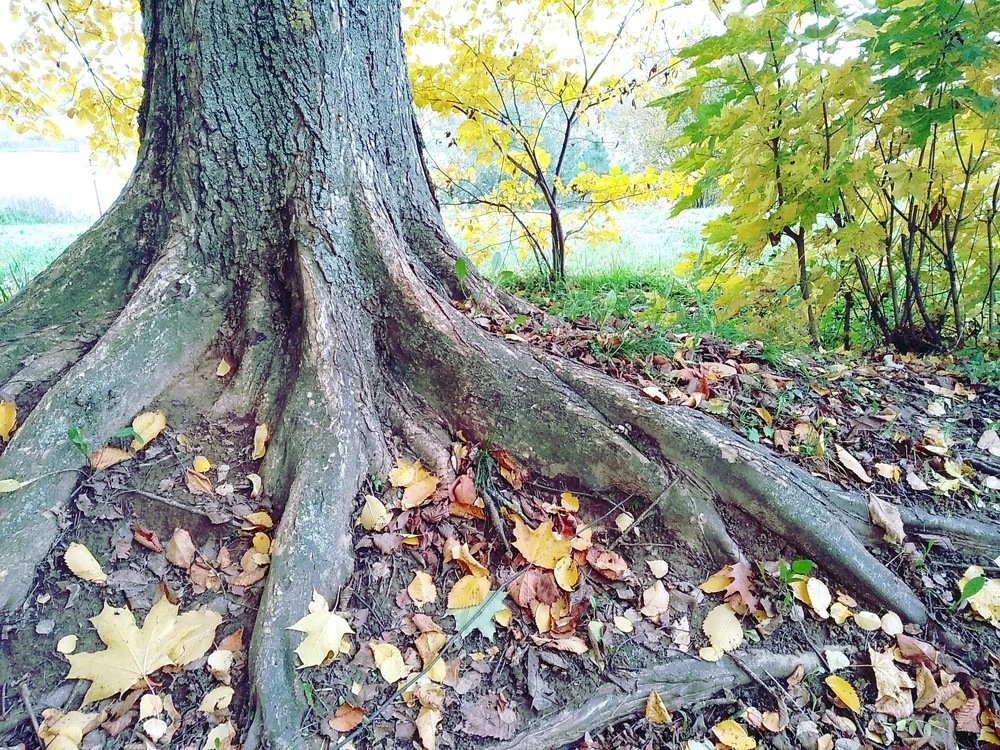 Photograph by Яна Романенкова