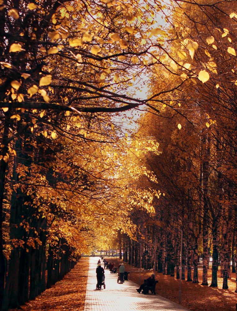 Фотография автора Алена Левина