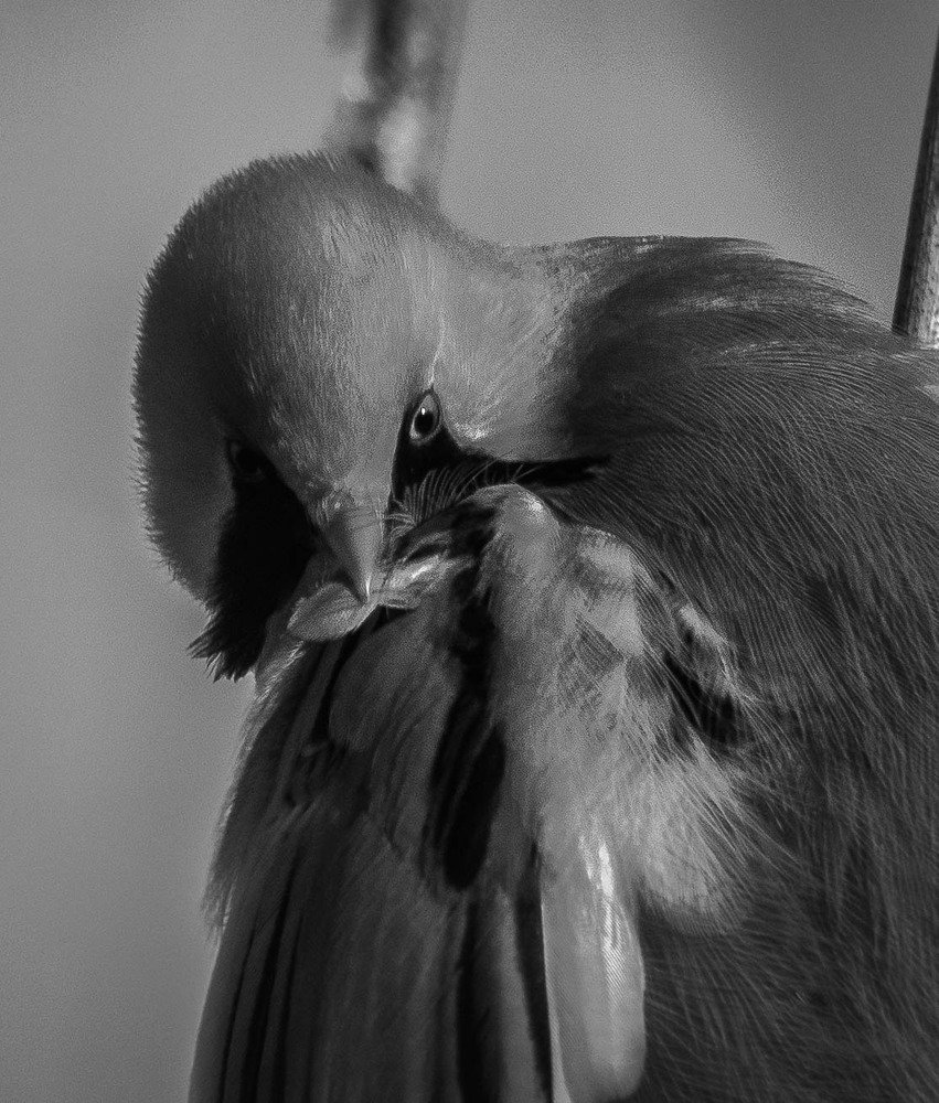 Photograph by Елена Гольдебаева