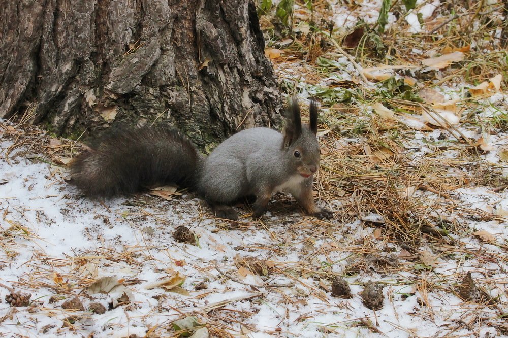 Photograph by Евгений Шульга