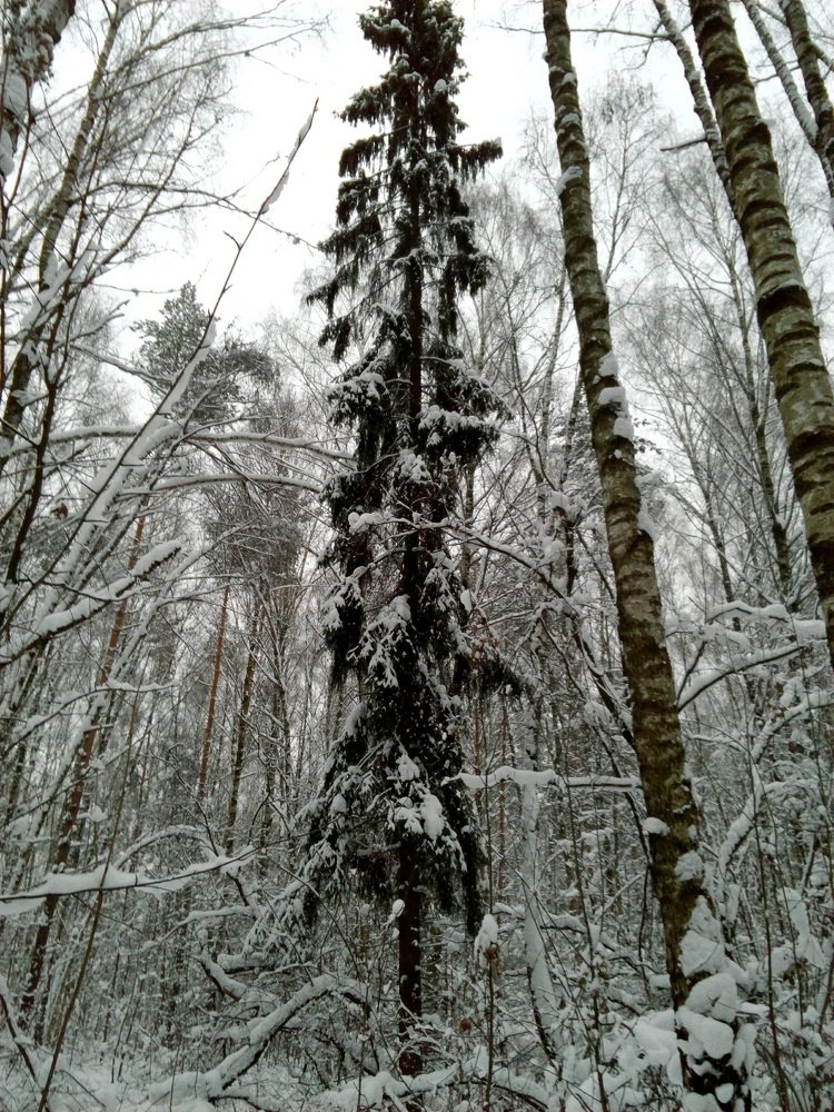 Photograph by Светлана Смердова