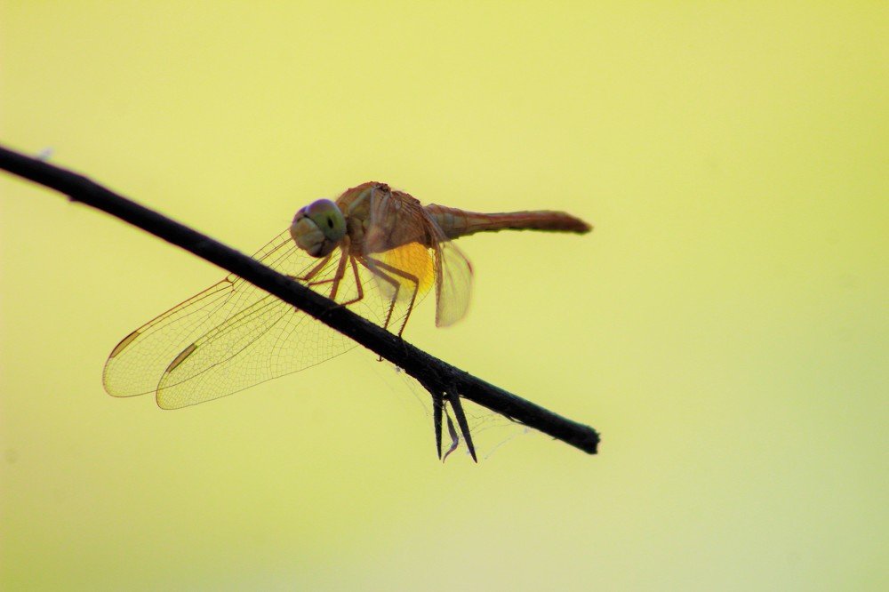 Photograph by Sarmad Sindhi