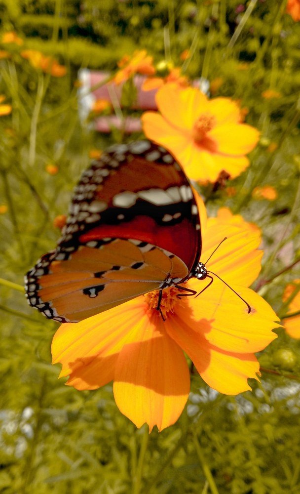 Photograph by Ruqaiya khatoon