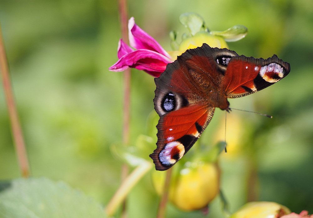 Photograph by Анна Бокарёва