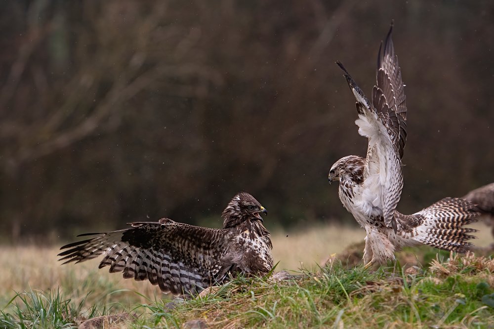 Photograph by Ernestas Balcikonis