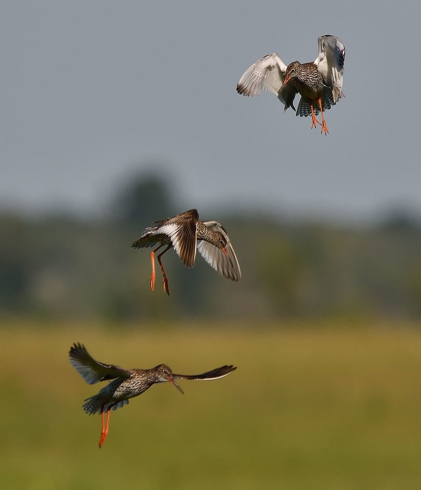 Кто выше прыгнет