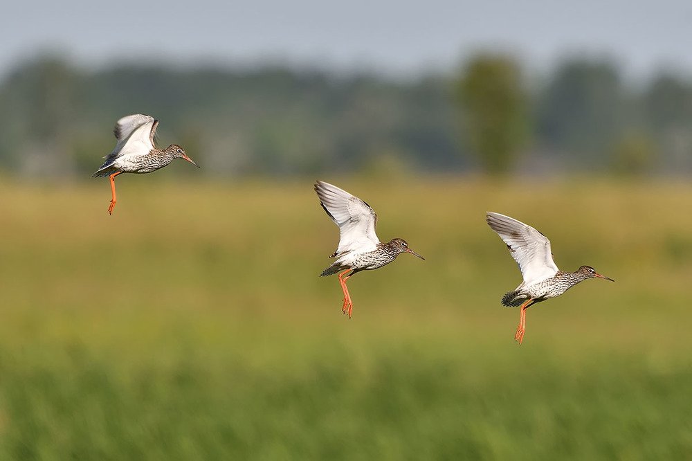 Очередь на посадку