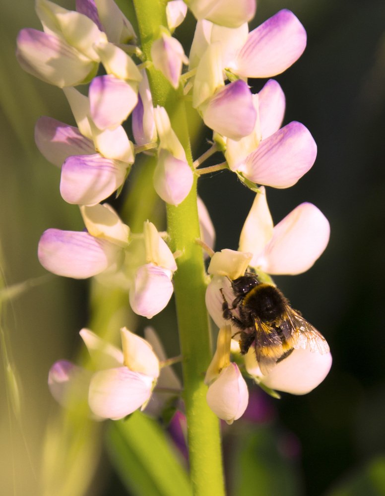 Photograph by Юлия Яшина