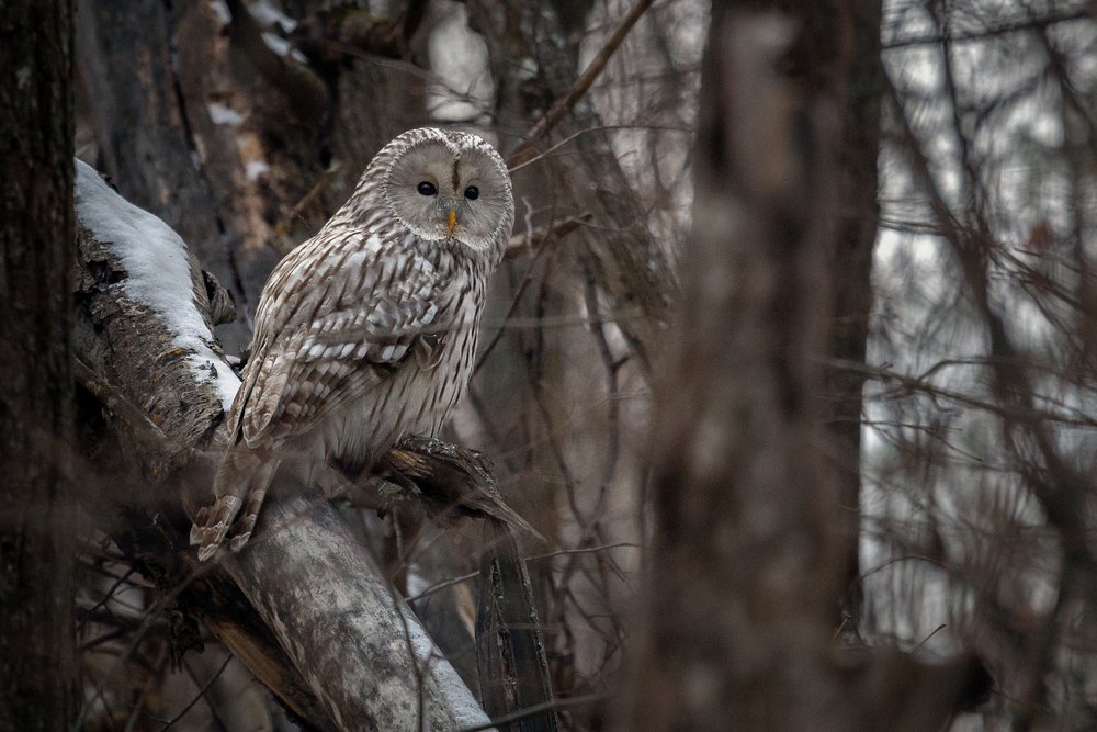 Photograph by Марат Кучкаев