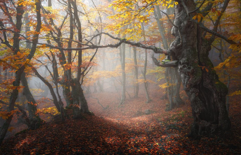 Осенний лес