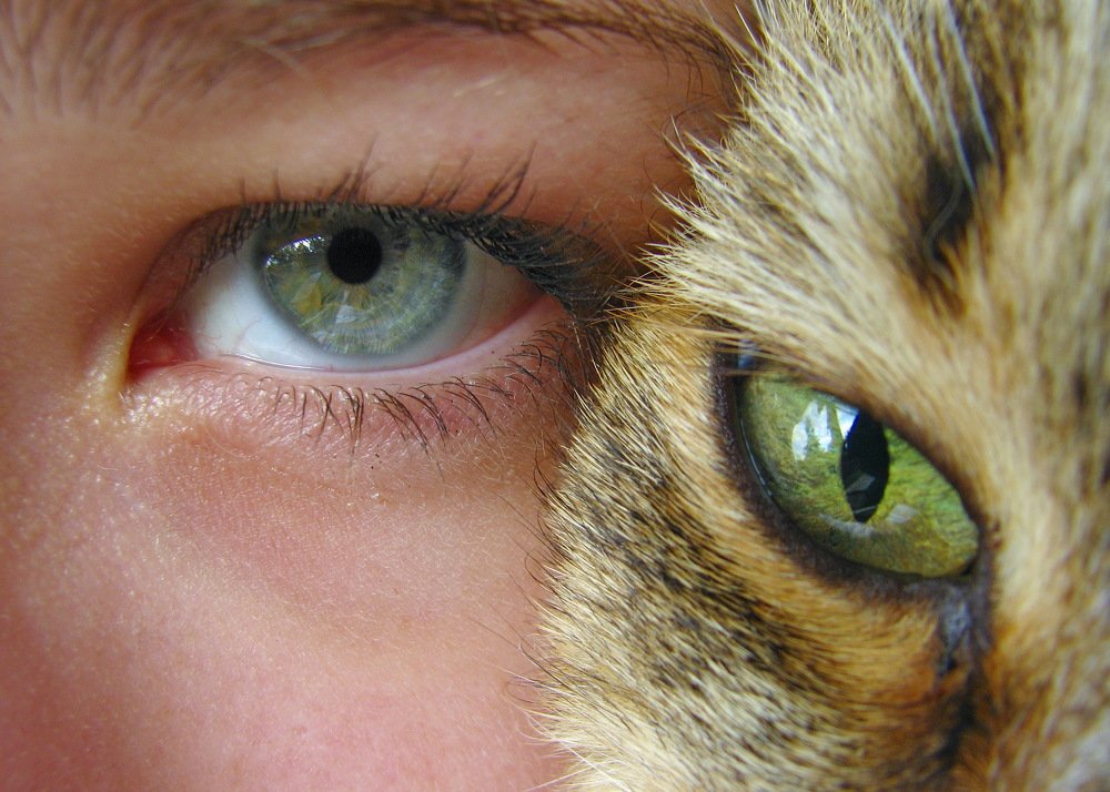 Реинкаранация