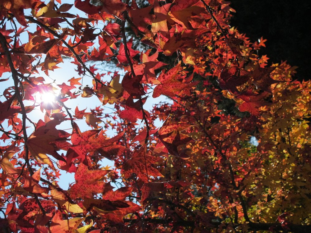 LEAVES IN RED