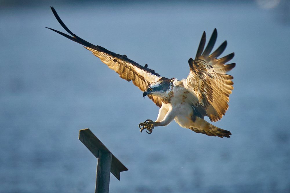 Фотография автора Maurice Leung