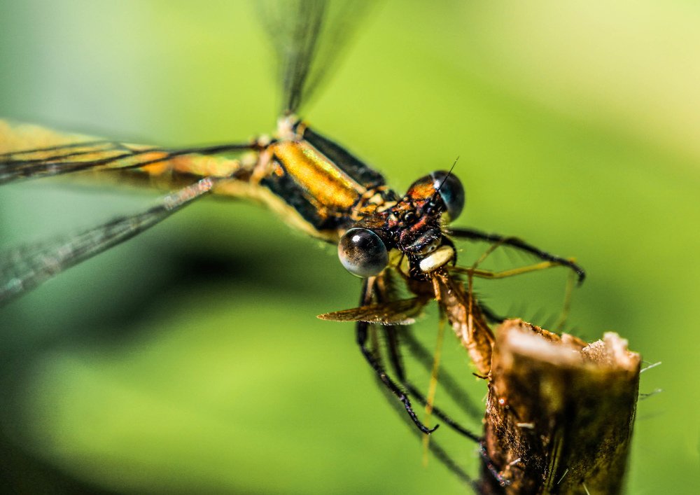 Photograph by Надежда Чернецкая