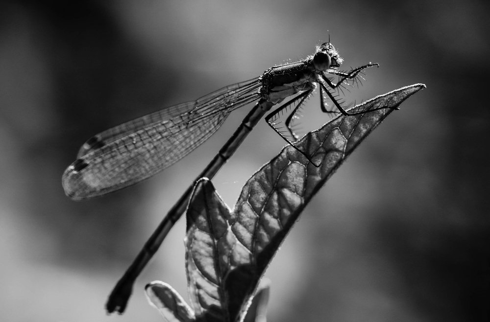 Photograph by Надежда Чернецкая