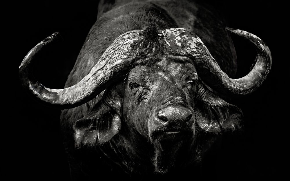 Старый солдат/Old soldier