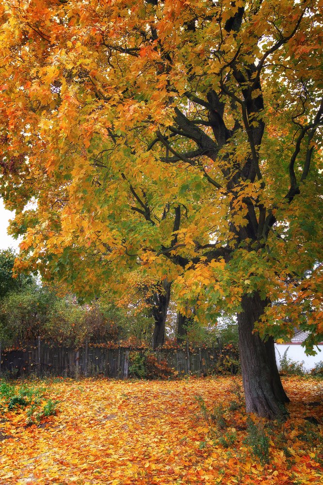 Фотография автора Eлена Пивнякова