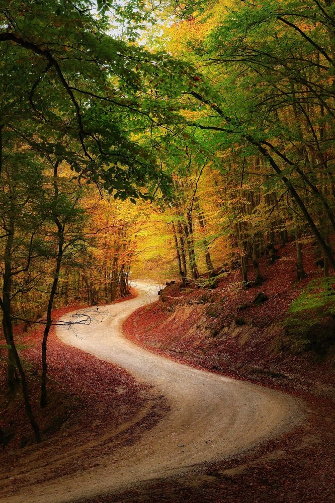 Рыжая лента