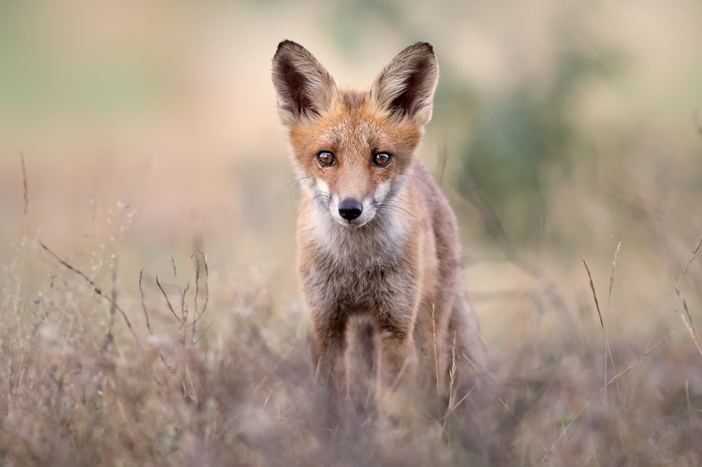 Photograph by Carsten Thamdrup Lund