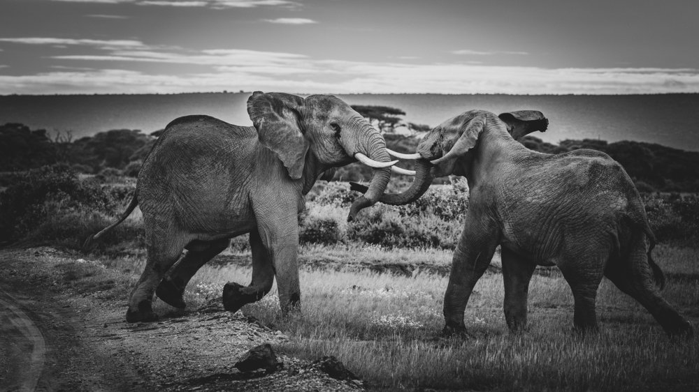 Поединок/The Duel