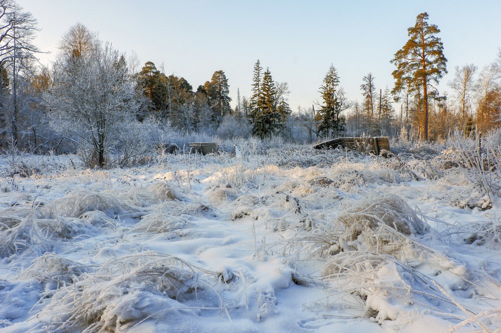 В зимнем лесу