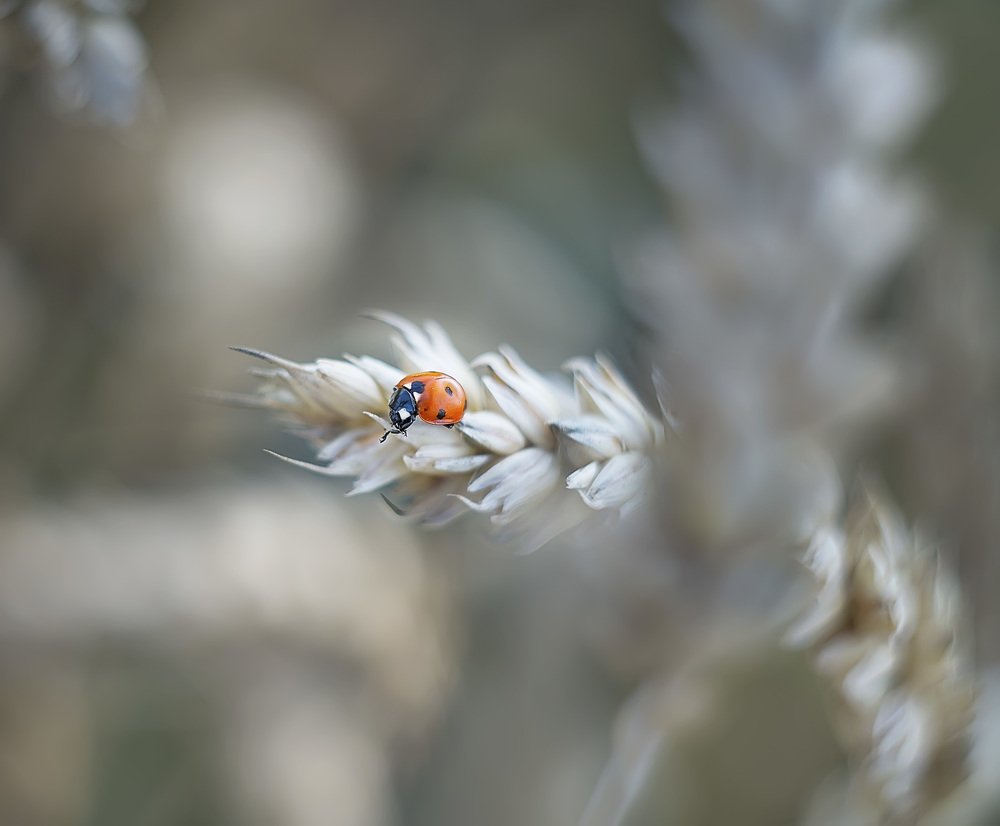 Photograph by Полина Васеева