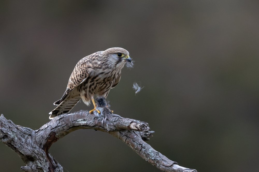 Photograph by Carsten Thamdrup Lund