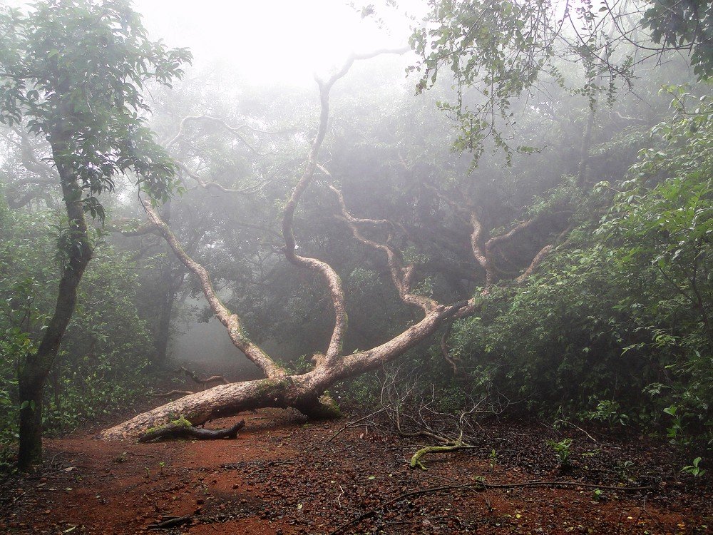 Photograph by Nirmalya Chakraborty