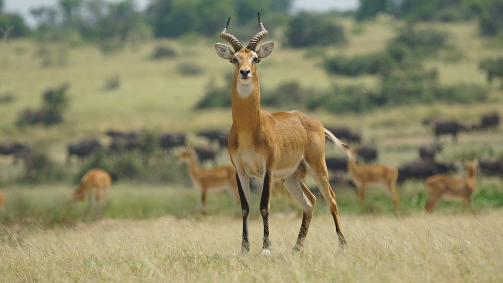Uganda Kob