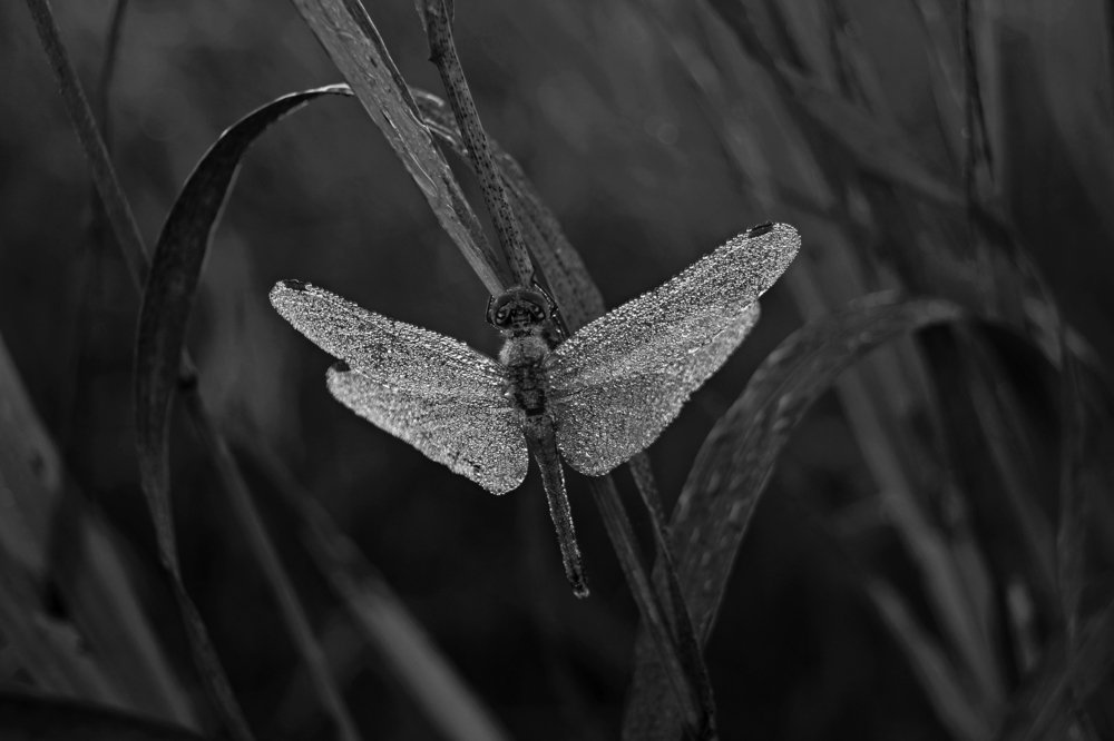 Бриллиантовое утро...