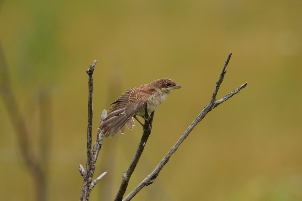 Photograph by Михаил Косяк