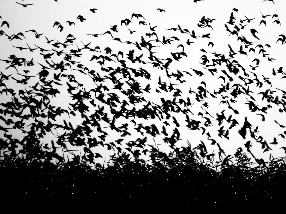 Photograph by Марина Савченко