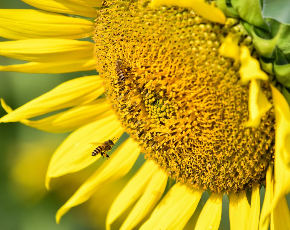 Photograph by son dam minh